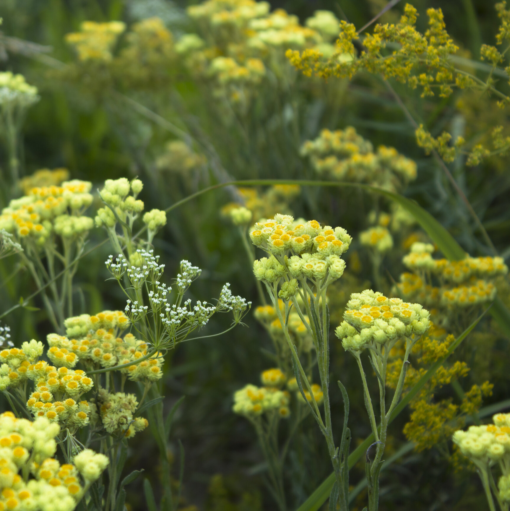 Helichrysum Species Aromahead Blog